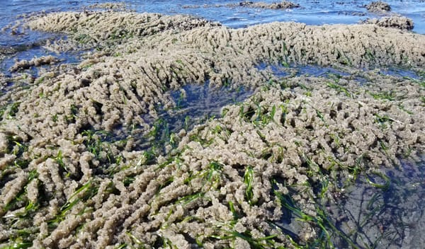 Herring roe on eelgrass at low tide